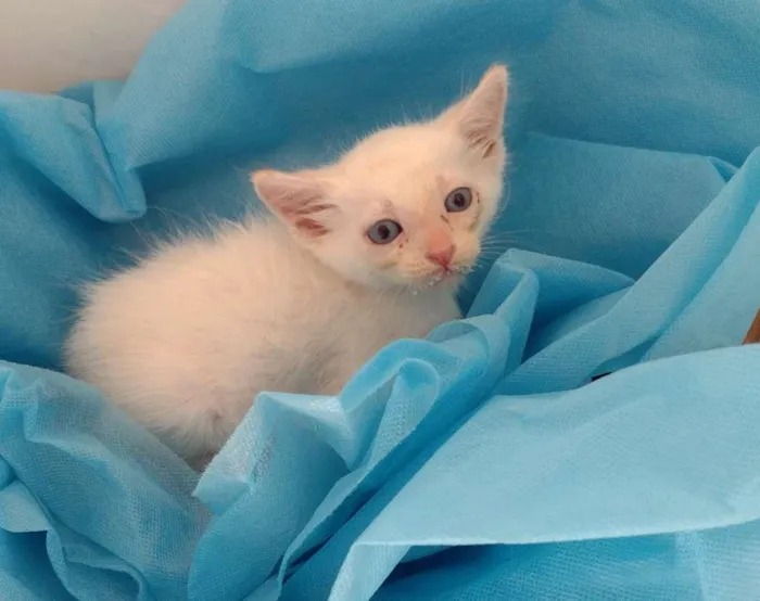 Cachorro ra a SRD-ViraLata idade Abaixo de 2 meses nome White