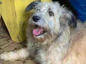 Cachorro raça SRD idade 4 anos nome Sophia