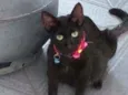 Nina