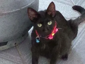 Gato raça Não sei idade 1 ano nome Nina