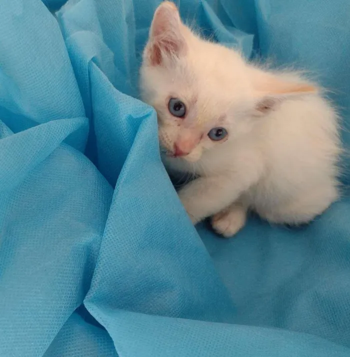 Cachorro ra a SRD-ViraLata idade Abaixo de 2 meses nome White