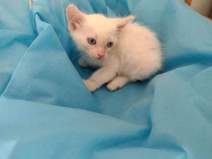 Cachorro ra a SRD-ViraLata idade Abaixo de 2 meses nome White