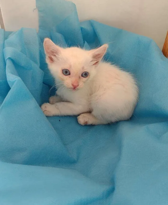 Cachorro ra a SRD-ViraLata idade Abaixo de 2 meses nome White