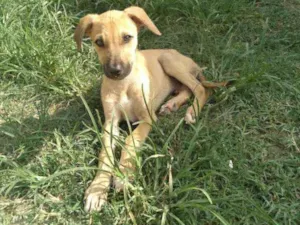 Cachorro raça Srd idade 2 a 6 meses nome Duke,flor, Mickey,fo