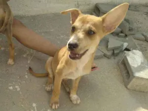 Cachorro raça Srd idade 2 a 6 meses nome Fox,Duke,flor, Mike