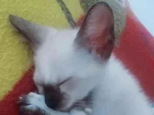 Gato raça Srd idade 2 a 6 meses nome Rodolfo