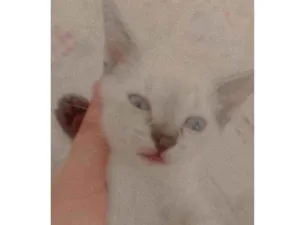 Gato raça Srd idade 2 a 6 meses nome Juju