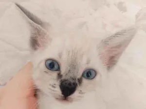 Gato raça Srd idade 2 a 6 meses nome Jujuba