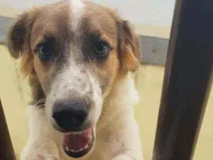 Cachorro raça  idade 2 a 6 meses nome Kiara