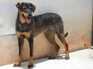 Cachorro raça Vira lata  idade 1 ano nome Mary