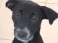 Cachorro raça Vira lata  idade 7 a 11 meses nome Bebel