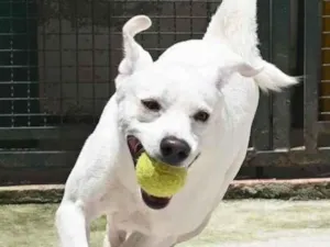 Cachorro raça Mestiço labrador idade 3 anos nome Ras