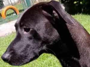 Cachorro raça Mestiça galgo  idade 1 ano nome Lilich