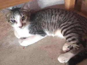 Gato raça Não sei idade 2 a 6 meses nome Carrapeta 