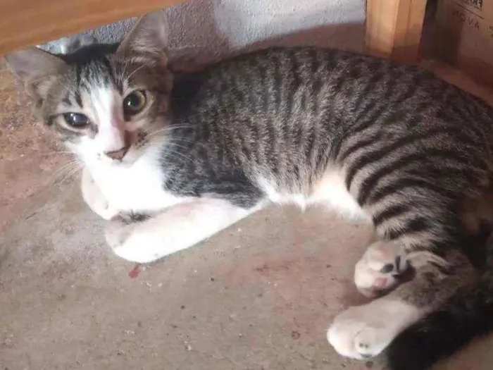 Gato ra a Não sei idade 2 a 6 meses nome Carrapeta 