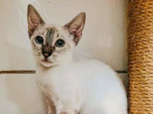 Gato raça SRD-ViraLata idade 2 a 6 meses nome Flora