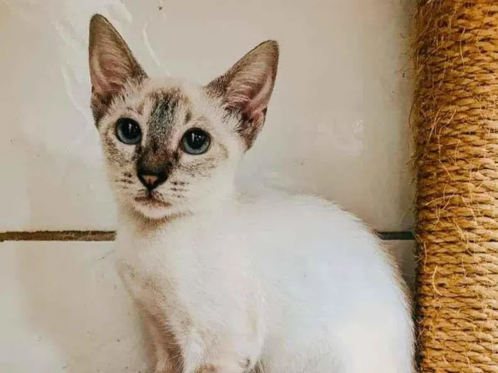Gato ra a SRD-ViraLata idade 2 a 6 meses nome Flora