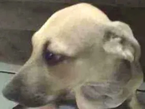 Cachorro raça Sem raça. mais muito bonitos idade 2 a 6 meses nome Filhotes de 5 mês