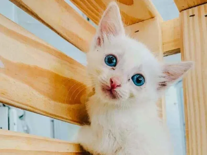 Cachorro ra a SRD-ViraLata idade Abaixo de 2 meses nome White