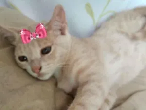 Gato raça SRD  idade 2 a 6 meses nome Poliana 