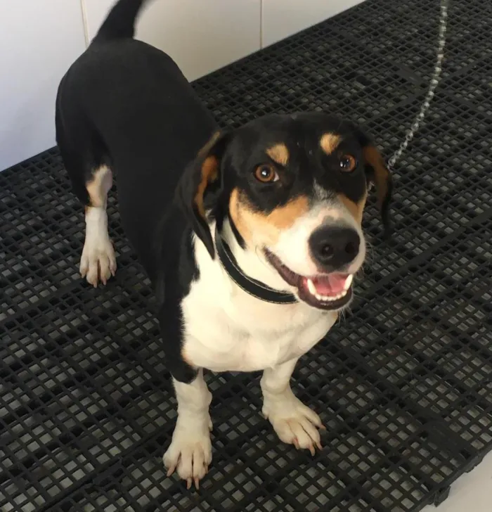 Cachorro raça SRD-ViraLata idade 7 a 11 meses nome Plinio