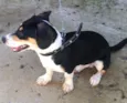 Plinio