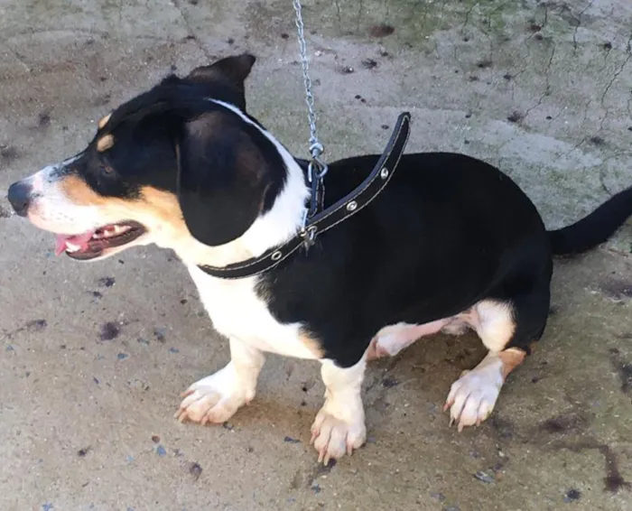 Cachorro raça SRD-ViraLata idade 7 a 11 meses nome Plinio