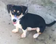 Plinio