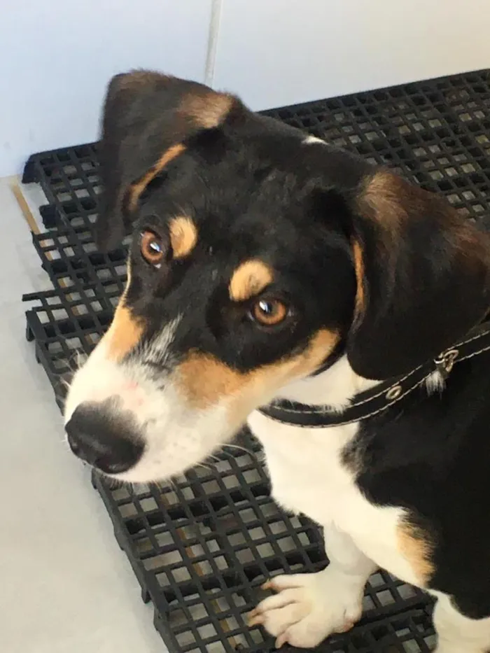Cachorro raça SRD-ViraLata idade 7 a 11 meses nome Plinio