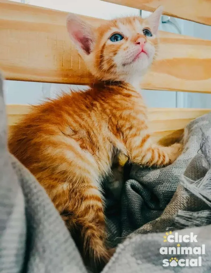 Gato ra a SRD-ViraLata idade Abaixo de 2 meses nome Yellow