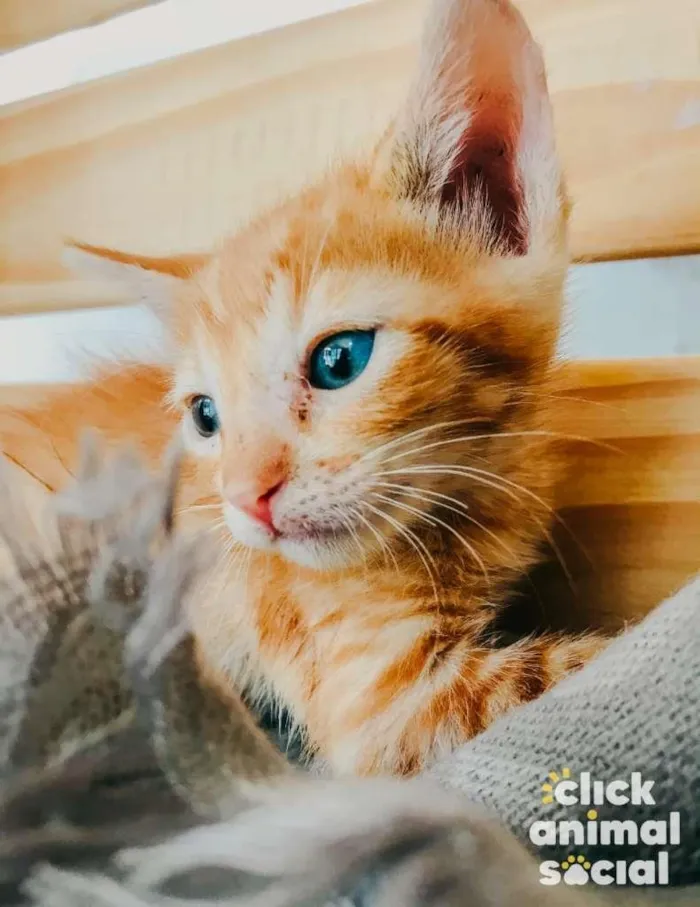 Gato ra a SRD-ViraLata idade Abaixo de 2 meses nome Yellow
