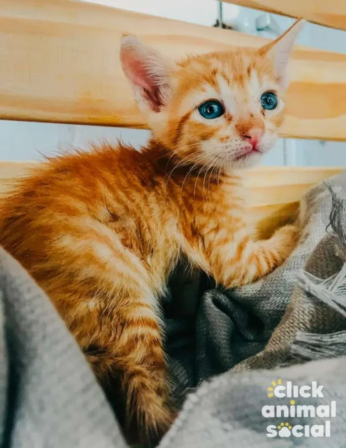 Gato ra a SRD-ViraLata idade Abaixo de 2 meses nome Yellow