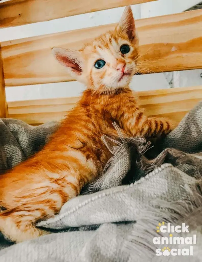 Gato ra a SRD-ViraLata idade Abaixo de 2 meses nome Yellow