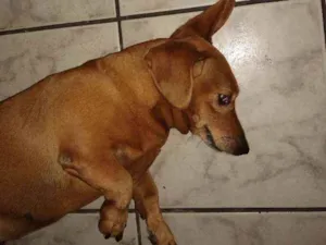 Cachorro raça Teckel idade 6 ou mais anos nome Samy