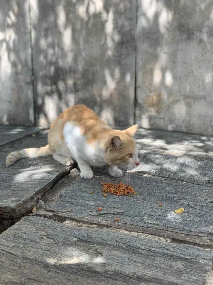 Gato ra a Amor da sua vida  idade 2 anos nome Zé (será castrado)