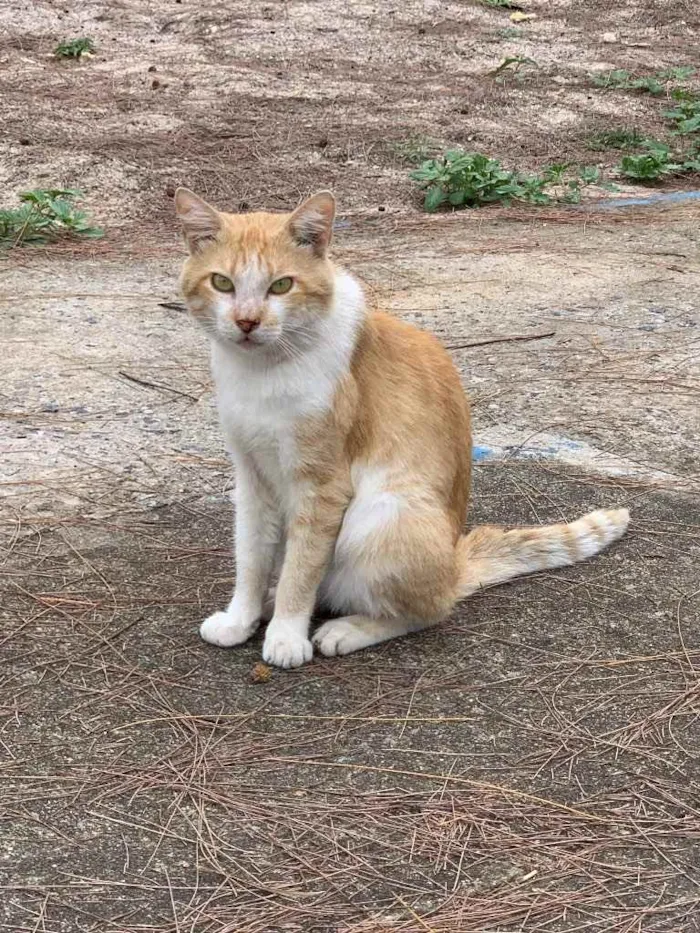 Gato ra a Amor da sua vida  idade 2 anos nome Zé (será castrado)