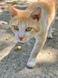 Zé (será castrado)