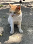 Zé (será castrado)