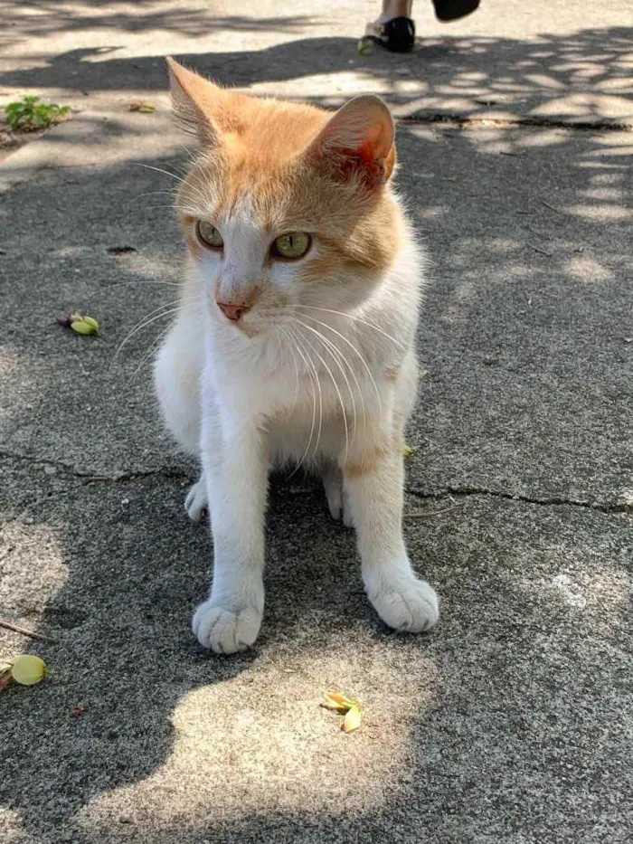 Gato ra a Amor da sua vida  idade 2 anos nome Zé (será castrado)
