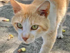Gato raça Amor da sua vida  idade 2 anos nome Zé (será castrado)