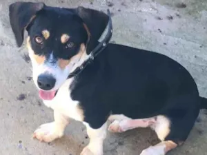 Cachorro raça SRD-ViraLata idade 7 a 11 meses nome Plinio