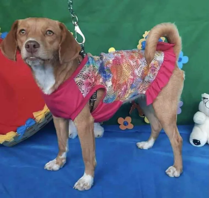 Cachorro ra a Mestiça  idade 7 a 11 meses nome Mel 