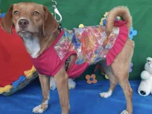 Cachorro raça Mestiça  idade 7 a 11 meses nome Mel 