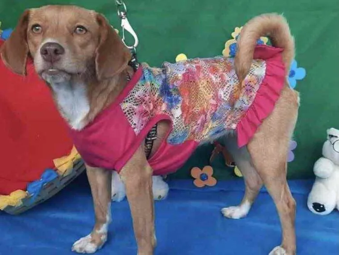 Cachorro ra a Mestiça  idade 7 a 11 meses nome Mel 