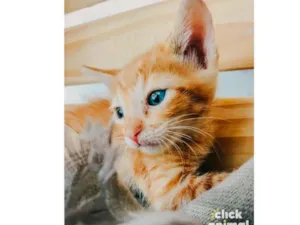 Gato raça SRD-ViraLata idade Abaixo de 2 meses nome Yellow