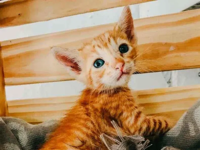 Gato ra a SRD-ViraLata idade Abaixo de 2 meses nome Yellow