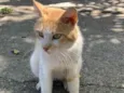 Zé (será castrado)