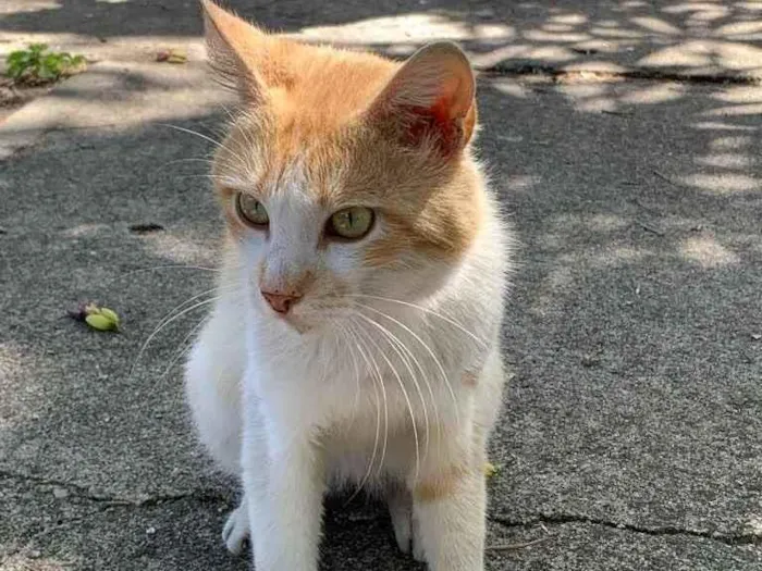 Gato ra a Amor da sua vida  idade 2 anos nome Zé (será castrado)