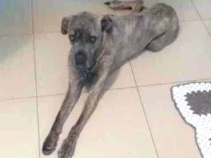 Cachorro raça Mastite com fila idade 2 anos nome Laila