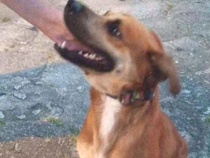 Cachorro ra a Indefinida idade 2 anos nome Sem nome